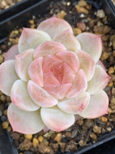 【冰魄】多肉植物精品对版钻石纹韩国进口溏心包品种5.7更新