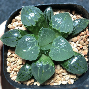 艾上多肉 沁影寿 十二卷透窗寿玉露多肉植物一物一拍满48元包邮