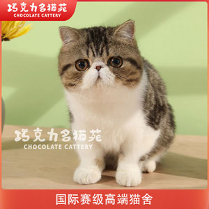 【巧克力名猫苑】高端血统加菲猫小猫异国长毛猫已驱虫疫苗