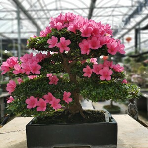 日本进口皋月杜鹃珍山盆景盆栽高端精品玩家级高货收藏级庭院办公