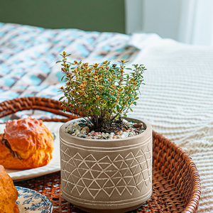 shaoshuaivac88淘宝山谷晨光百里香多年生香草盆栽耐寒耐热庭院阳台