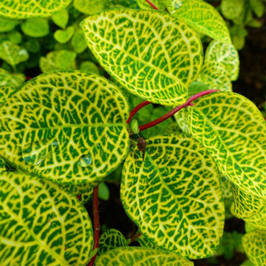 50风烨飖转淘宝金银花苗金脉忍冬盆栽芳香爬藤植物花卉盆栽阳台庭院