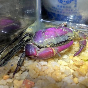 紫罗兰束腰蟹紫色蟹图纹束腰蟹观赏蟹南海溪蟹原生态淡水螃蟹宠物