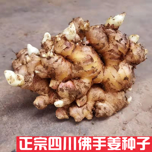 四川正宗佛手生姜种子苗圃9斤新鲜土黄姜育芽子干老姜犍为麻柳姜