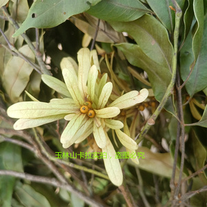 广西特产 玉林大叶茶 山茶 甜茶广西大叶茶广西卫视(百寿探秘)