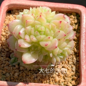 0051人付款淘宝猪儿跑园艺丨多肉植物精品一物一拍专用链接qq