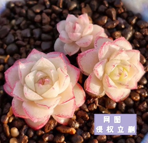女妖正版 女王玫瑰 包品种 可寄养多肉植物 一物一拍 大七的多肉