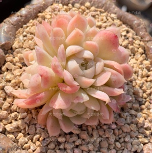 14版奶油玫瑰 奶橙色状态群生 多肉植物 一物一拍 大七的多肉