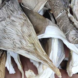 干平菇散装2500克包邮白蘑菇干片干真姬菇凤尾菇秀珍菇家食用干货