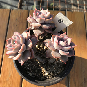 菲欧娜菲奥娜奥菲娜多肉植物一物一拍多种选择老桩群生大尺寸