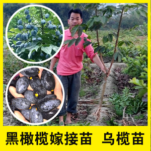 黑橄榄西山榄嫁接苗,黑榄嫁接苗,黑橄榄树苗,黑橄榄苗西山榄