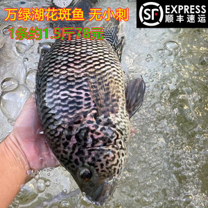 【新鲜石斑鱼条】新鲜石斑鱼条品牌,价格 - 阿里巴巴