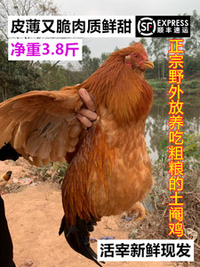 农家散养土鸡阉腌整鸡活杀新鲜扇鸡太监清远白切老公鸡3.8斤11月