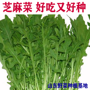 山东野菜种植小叶芝麻香菜种子大叶香味菜籽阳台盆栽香味蔬菜包邮