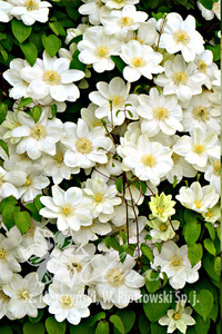 铁线莲格恩西岛