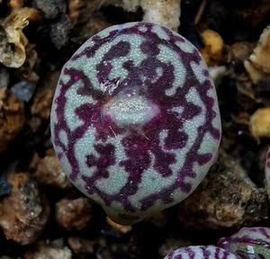 多肉植物 番杏科 肉锥 墨小锥 特太网 钻石墨 单头 一物一拍