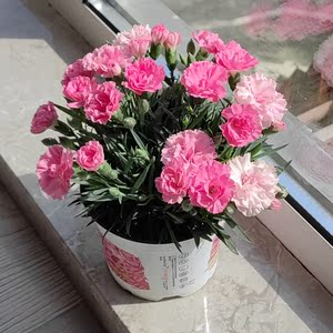 一见钟情 康乃馨盆栽网红ins送女生带花阳台小盆栽窗台礼物靓丽