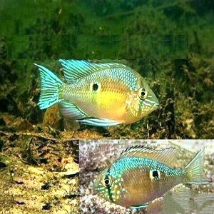 南美活体野生黄腹月亮宝石鱼食土慈鲷关刀圣塔伦瓦瑞尼温州亲家儿