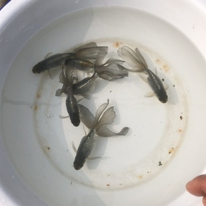 32tb5270303490淘宝蓝丹凤金鱼传统金鱼精品金鱼1人付款10.