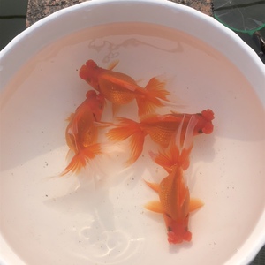 金鱼活体 凤尾高头球 视频选鱼 包邮