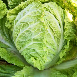 农家新鲜大白菜叶子菜青菜绿色蔬菜黄心包心菜