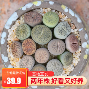 一箭之遥多肉生石花屁股花石头花肉肉植物多肉植物pp花办公室盆栽