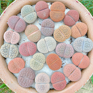 多色富贵玉母本生石花多肉植物pp花阳台盆栽植物基地直发多肉