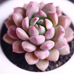 多肉植物 莱恩小精灵 多肉组合盆栽肉肉花卉绿植防辐射炮弹园艺