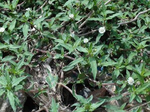 500克新鲜黑口草旱墨莲乌田草墨旱莲旱莲草墨水草乌心草{发顺丰}