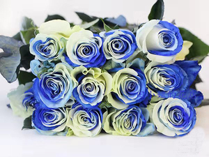 进口双色蓝白玫瑰 厄瓜多尔进口大玫瑰 拼色蓝天玫瑰送人创意礼物