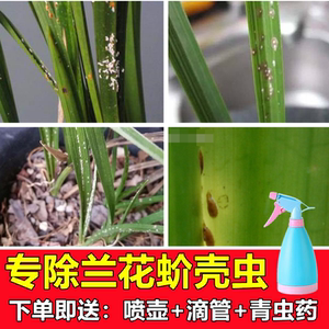 兰花杀虫剂