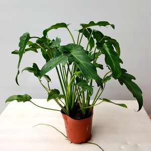 小天使蔓绿绒室内外观叶绿植可水培好养活吸甲醛净化空气章鱼种花