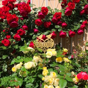 正红色弗洛伦蒂娜爬藤月季庭院花墙拱门爬墙花卉盆栽多年生耐热
