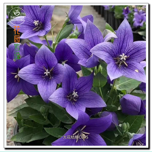 蓝色精品盆栽大花桔梗包袱花铃铛花僧帽花四季易活阳台种子