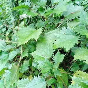 800人付款淘宝荨麻野生草干货蝎子草1斤包邮 白活麻青活麻 藿麻火麻