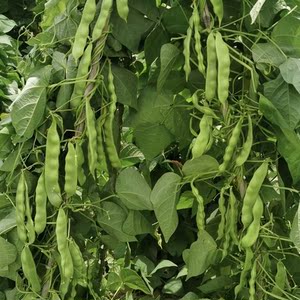 鑫东方种业纯东北绿将军大油豆种子