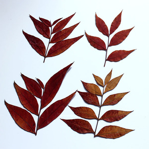 干树叶黄连木叶真树叶干花幼儿园贴画diy滴胶材料