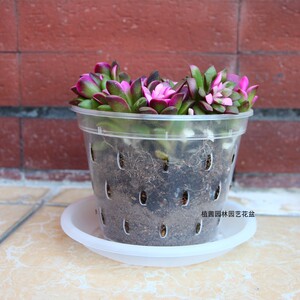镂空透明雨点兰花盆蝴蝶兰专用盆全新料高质量透气养根种植盆