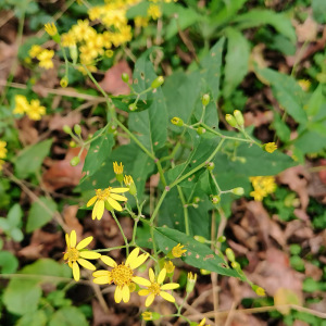 新鲜千里光500g湖南野生九里光黄花草九里明黄花母中草药泡脚箭草