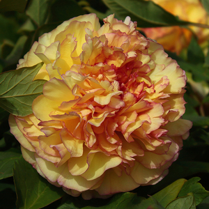 【金阁】菏泽牡丹花苗 阳台盆栽 庭院地栽包活礼品礼物多年生木本