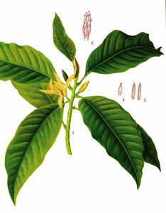 白兰花叶精油白玉兰叶蒸馏法新货清新草叶兰花香气品质芳觉原料