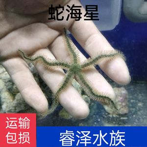 蛇海星 海水鱼缸水族宠物 海洋生物