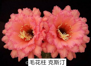 克斯汀 仙人球 毛花柱 侧芽 有根球 大棚直销 美克花园