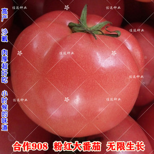 合作908粉红番茄种子 高产大果中早熟粉西红柿子无限生长蔬菜种孑
