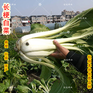 长梗白菜种子 杭州特色菜冬腌菜炒二冬 杭州特有青菜白菜蔬菜种子