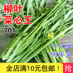 701多芽柳叶菜心王种子白菜油青菜心四季阳台庭院春菜籽蔬菜种子图片