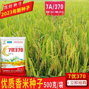 长粒香米种子节水抗旱米饭有清香味杂交水稻谷种籽7优370一斤