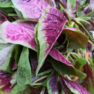 503人付款淘宝新鲜东北红苋菜500g红汗菜红米菜农家蔬菜野菜鲜嫩苋菜