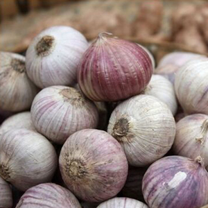 东北铁岭开原紫皮独头蒜开原大蒜紫皮独头蒜11.99元半斤,不好退