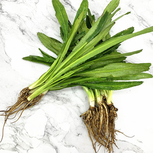 包邮 广东芫茜新鲜芫茜泰国芫茜泰餐调味刺芹香料泰国鹅芥 500g